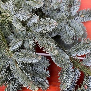 Vetvičky na vianočné dekorácie, strieborná jedlička (Abies Nobilis), dĺžka: 70-90 cm